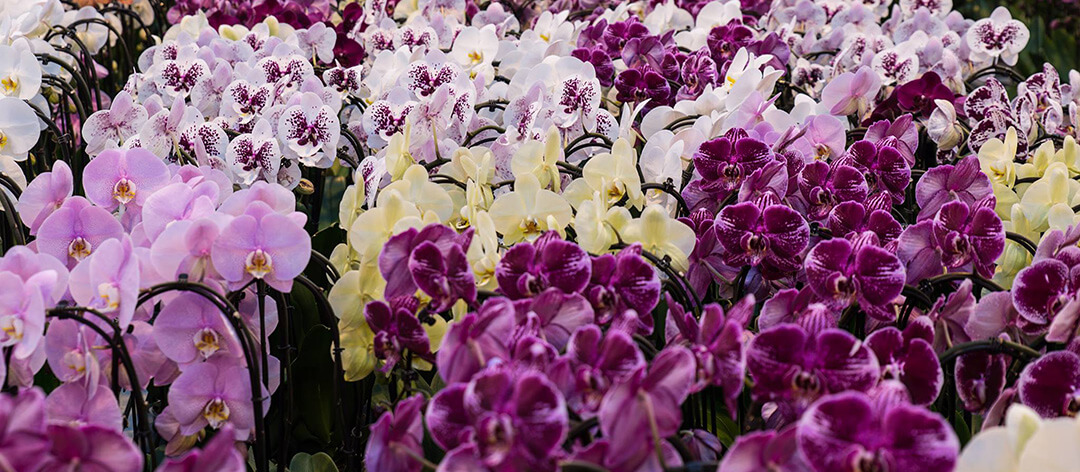 F L O R A L L