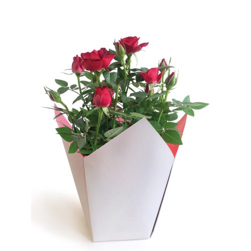 Stampo papír display -Fehér 8x11x17 cm