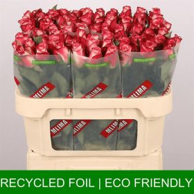 Rosa GR SPARK CONDOR 