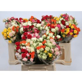 Rosa Spray GEM IN BOS