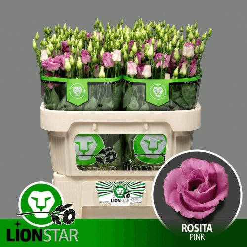 EUST G Rosita Pink