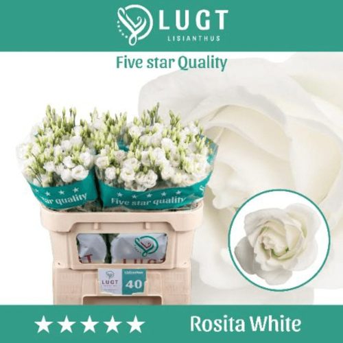 EUST G Rosi White