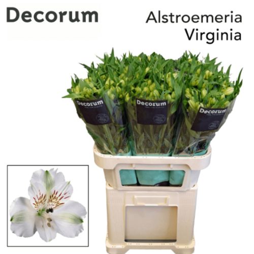 ALSTR VIRGINIA Decorum