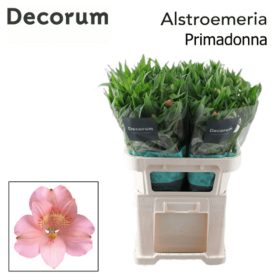 Alstr Primadonna Decorum