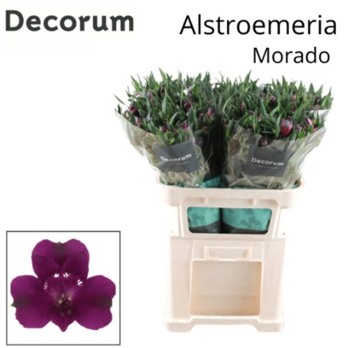 Alstr Morado Decorum