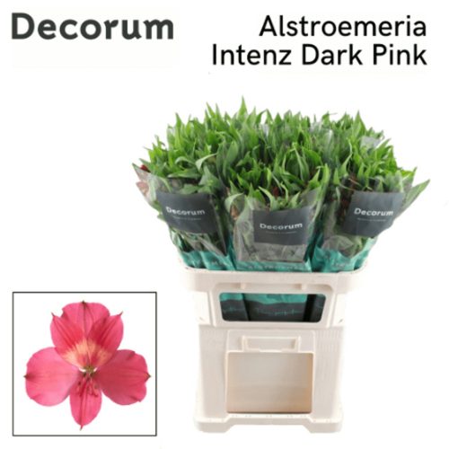 Alstr Intenz Dark Pink Decorum