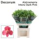 Alstr Intenz Dark Pink Decorum