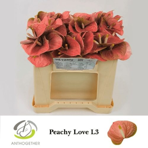 Anth (Andreanum Grp) Peachy Love 30 cm