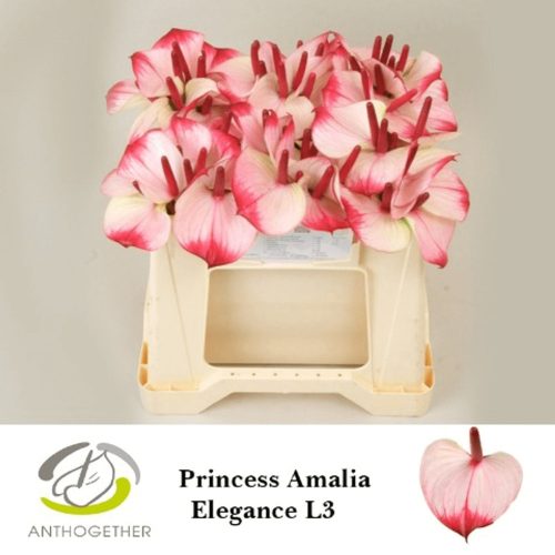 Anth Princess Amalia Elegance 30 cm