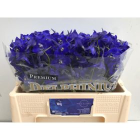 Delph En Donna 50 cm