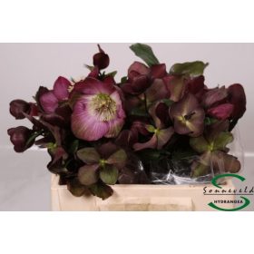 Helleb Mammoth Red 40 cm