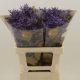 Limonium Safora Dark Blue 60 cm