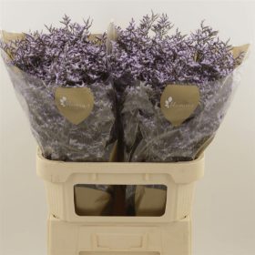 Limonium Safora Lilac 70 cm