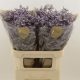 Limonium Safora Lilac 70 cm