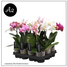 Phal. Midiflora Mix - 1 ág P9 A2