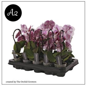 Phal. Swan Cascade Mix - 1 ág P7 A2