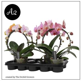 Phal. Mirror Mix - 2 ág P12 A2