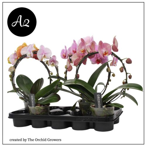 Phal. Mirror Mix - 2 ág P12 A2