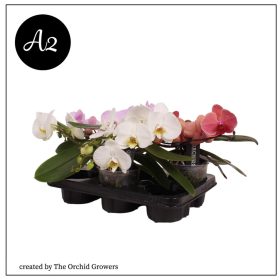 Phal. Muse Mix - 2 ág P12 A2