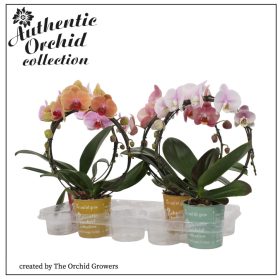 Phal. Mirror Mix - 2 ág P12  Authentic