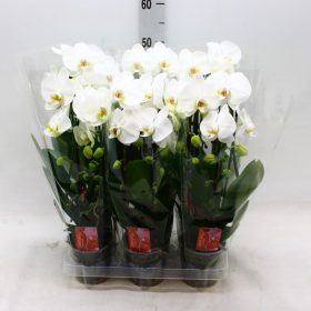 Phal. Cascade Big White - 2 ág P12 KÖNST
