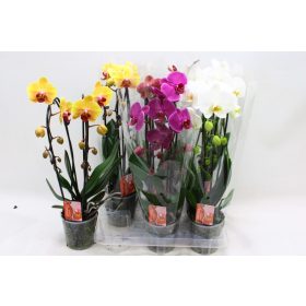 Phal. Cascade Mix - 2 ág P12 KÖNST