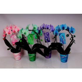 Festett Phal. Mirror Mix - 2 ág P12 