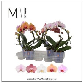 Phal. Mirror Mix - 2 ág P12  Mimesis