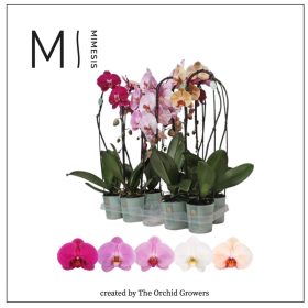 Phal. Cascade Mix - 1 ág P12 Mimesis