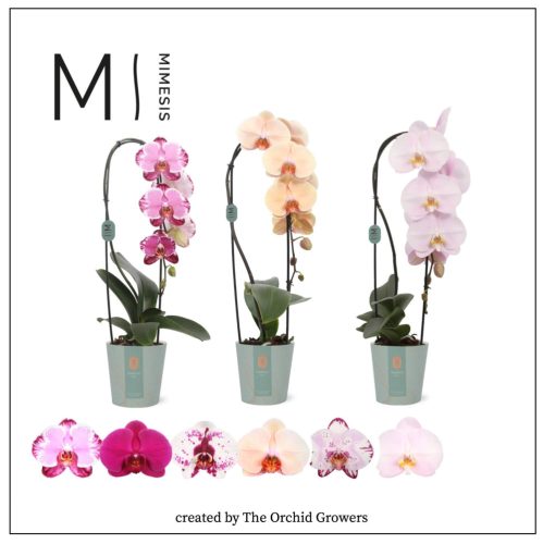 Phal. Cascade Mix - 1 ág P12 Mimesis