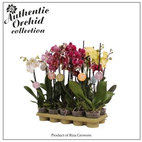 Authentic Phalaenopsis Mix - 2 ág 75 cm 14+