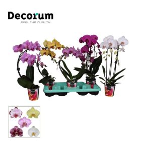   Phal. Cascade Mix - 2 ág DECORUM (Cascade, Mirror, Boemerrang)