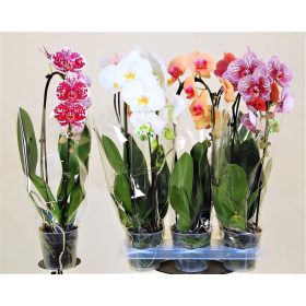 Phal. Cascade Mix - 1 ág P12 XXL