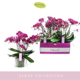 OPTI Bellissimo Amore - Sötét Lila P15