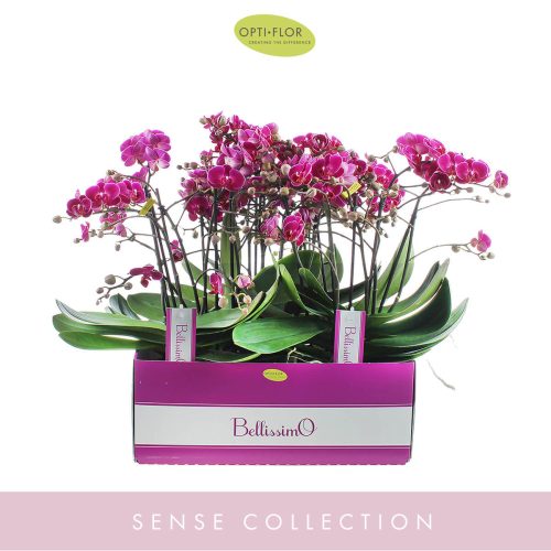 OPTI Bellissimo Amore - Sötét Lila P15