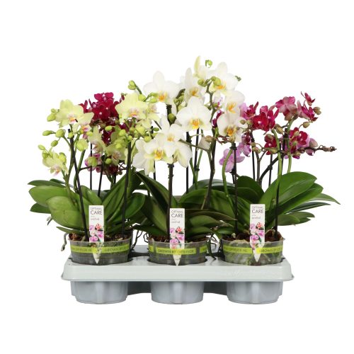 OPTI Flora Multiflora Mix - 2 ág  P12 A2