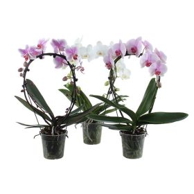 OPTI Mirror Miracle Mix - P12 2 ág