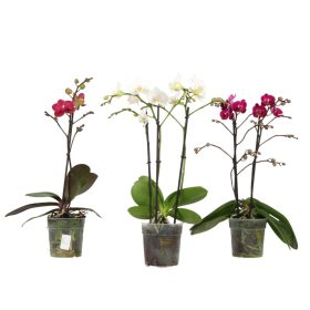 OPTI Multiflora Colours Mix - 1-2-3 ág P12