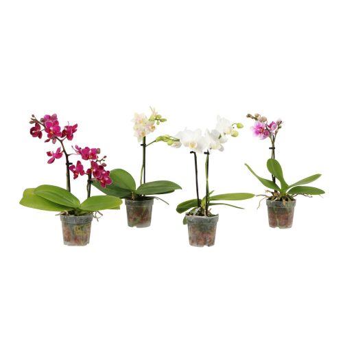 OPTI Mini Orchidea Mix - 1-2 ág P7 A2 