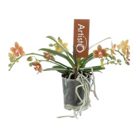 OPTI Mini Orchidea Modern - 1-2 ág P7