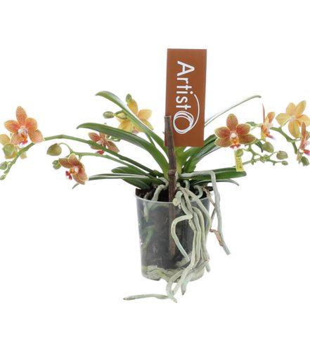 OPTI Mini Orchidea Modern - 1-2 ág P7