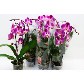 Phal. Cascade Tomassini - 1 ág P12 KÖNST