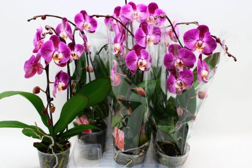 Phal. Cascade Tomassini - 1 ág P12 KÖNST