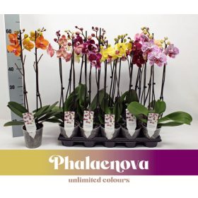 Phalaenopsis Budget Mix - 2 ág 65 cm 14+