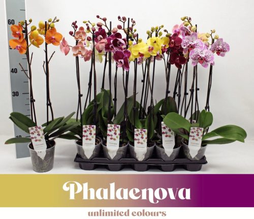 Phalaenopsis Budget Mix - 2 ág 65 cm 14+