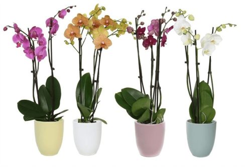 Kerámiás Phalaenopsis Mix - 2 ág 65 cm 14+