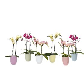 Kerámiás Muiltiflora Mix - 2 ág 45 cm Logico