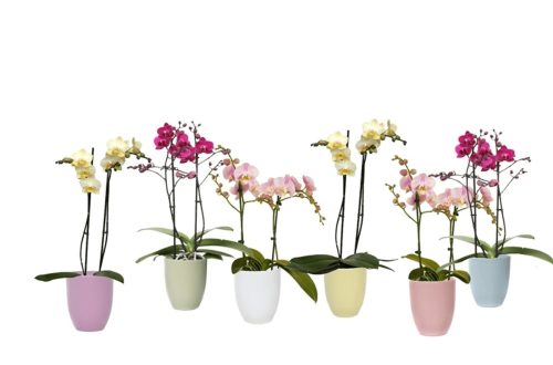 Kerámiás Muiltiflora Mix - 2 ág 45 cm Logico