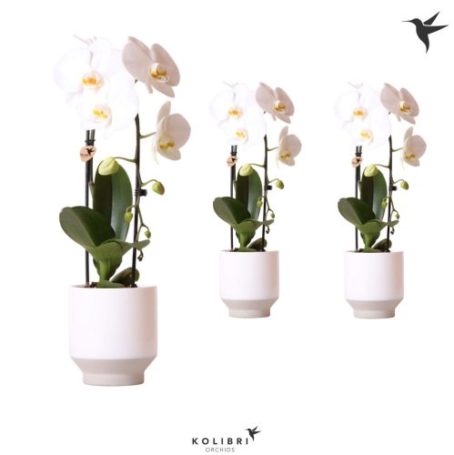 Kerámiás Kolibri Orchids Cascade Niagara Fehér - 1 ág 45 cm 