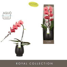   OPTI Formidablo Niagara Falls in White Lazio - 1 ág Bordó P12 70 cm